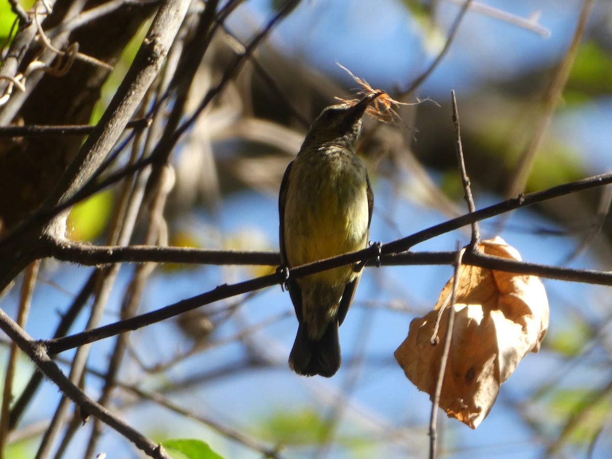 Malagasy Sunbird - ML618651083