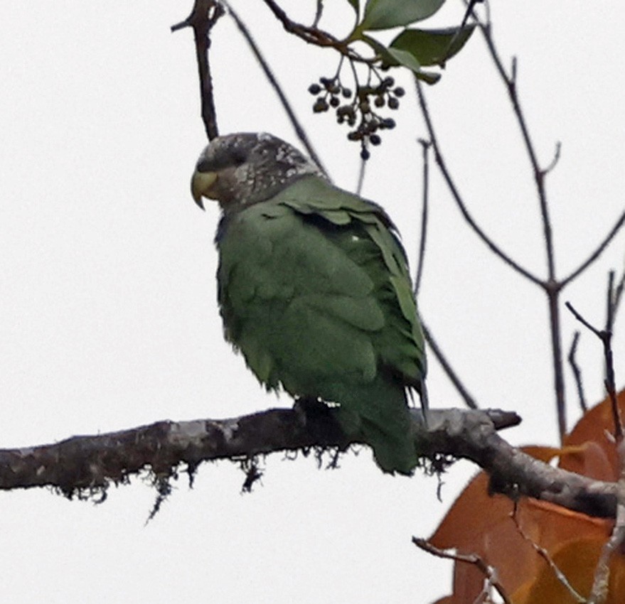 Speckle-faced Parrot - ML618651092