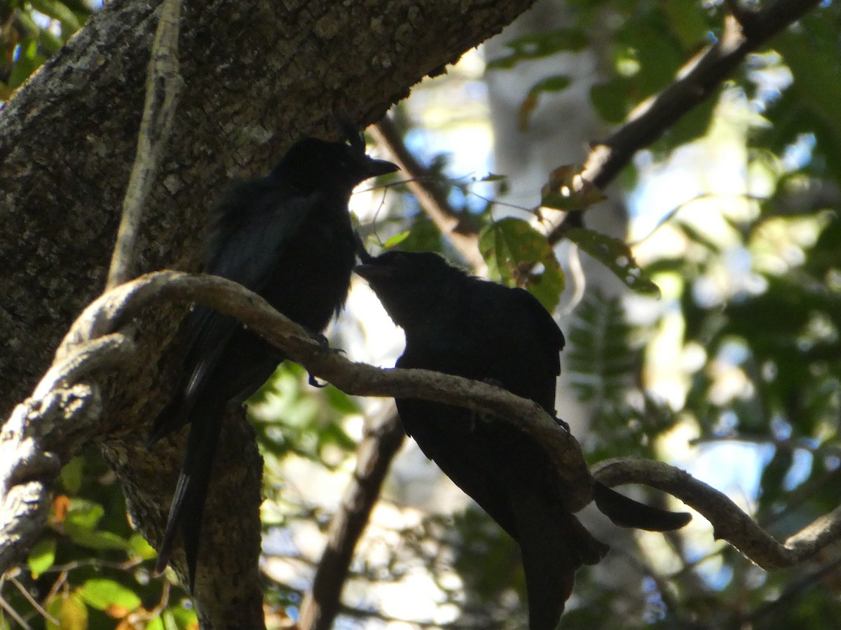 Crested Drongo - ML618651103