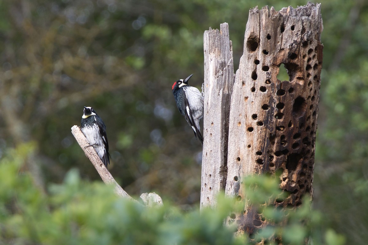 Acorn Woodpecker - ML618651130