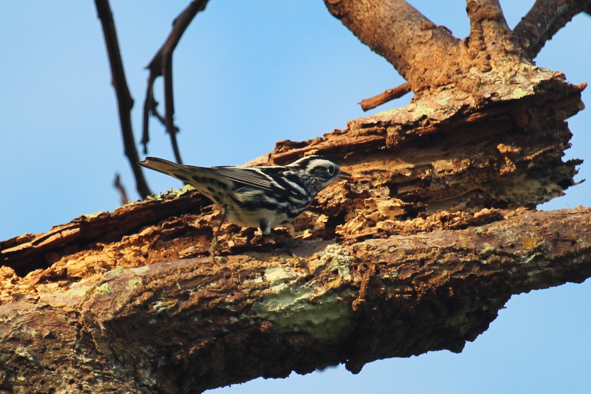 Black-and-white Warbler - ML618651131