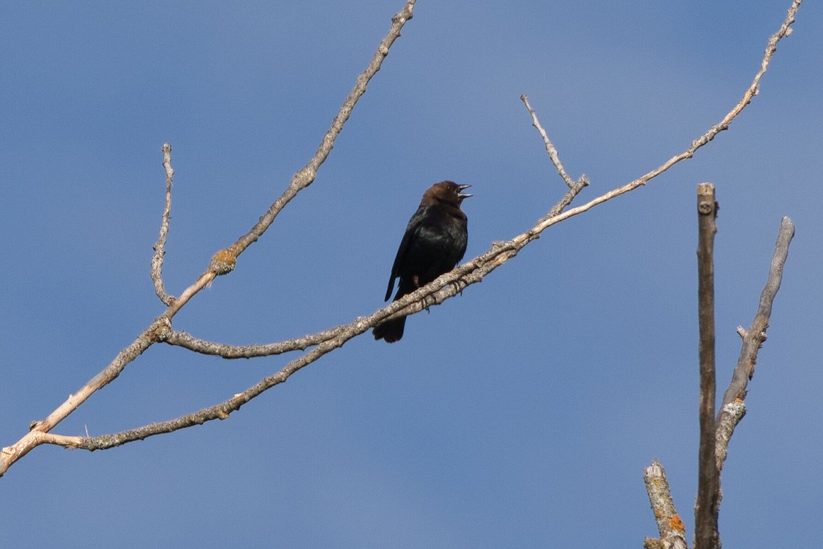 Brown-headed Cowbird - ML618651133