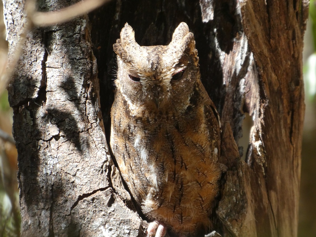 Madagascar Scops-Owl - ML618651169