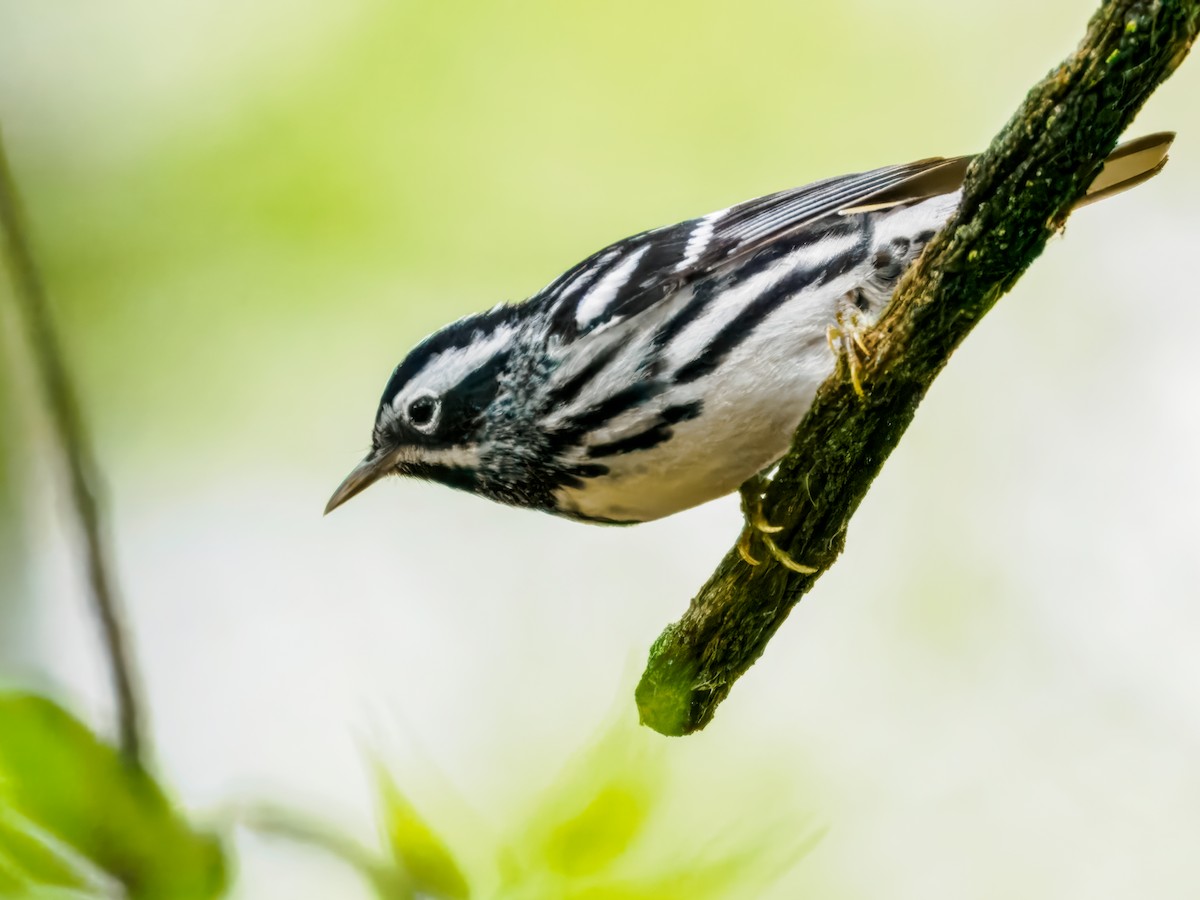 Black-and-white Warbler - ML618651186