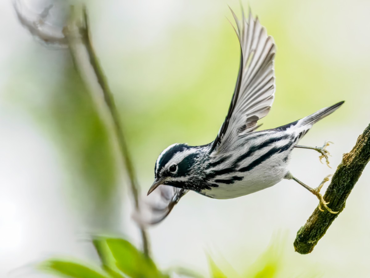 Black-and-white Warbler - ML618651187