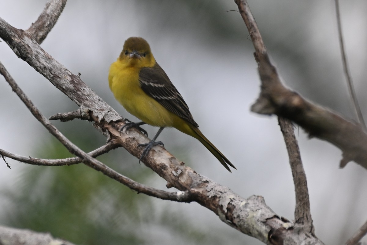 Orchard Oriole - ML618651216