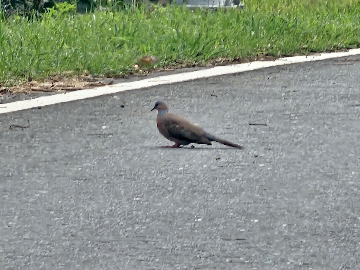 Spotted Dove - ML618651261