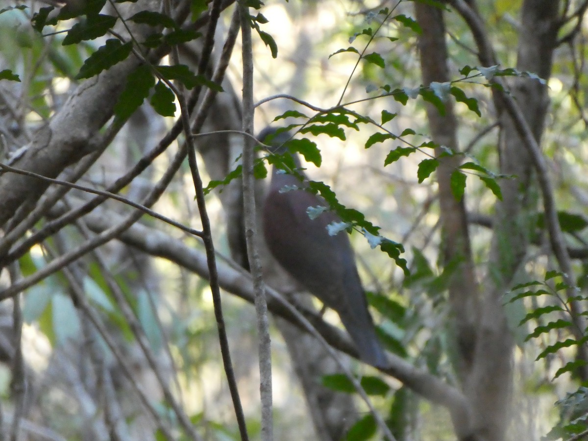 Мадагаскарский голубь - ML618651266
