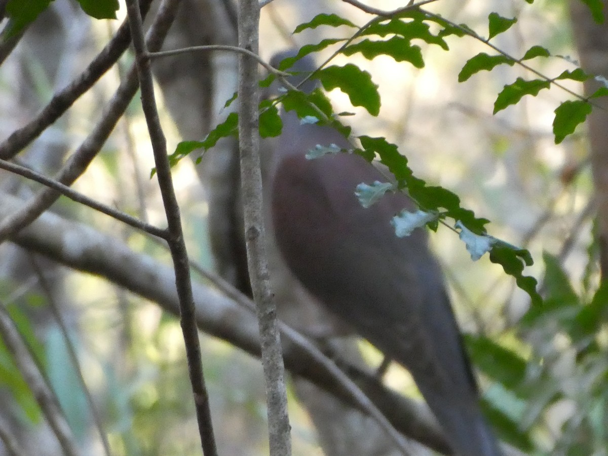 Pigeon de Madagascar - ML618651268