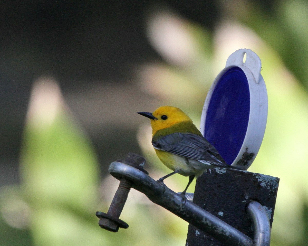 Prothonotary Warbler - ML618651340