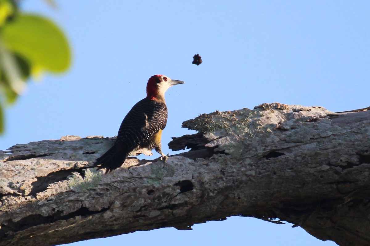 Jamaican Woodpecker - ML618651345
