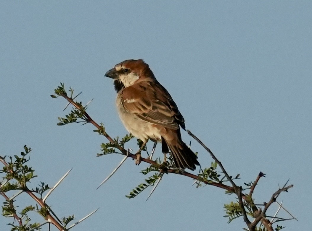 Great Rufous Sparrow - Anthony Schlencker