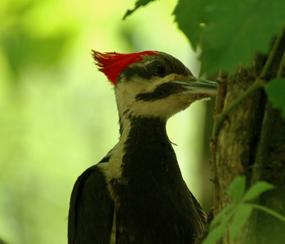 Pileated Woodpecker - ML618651377