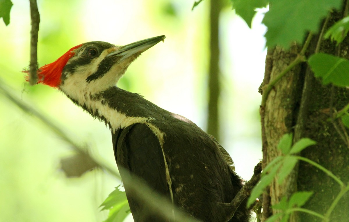 Pileated Woodpecker - ML618651378