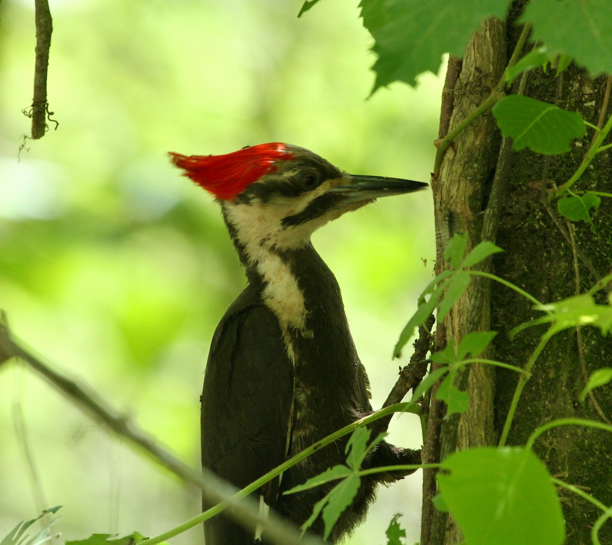 Pileated Woodpecker - ML618651379