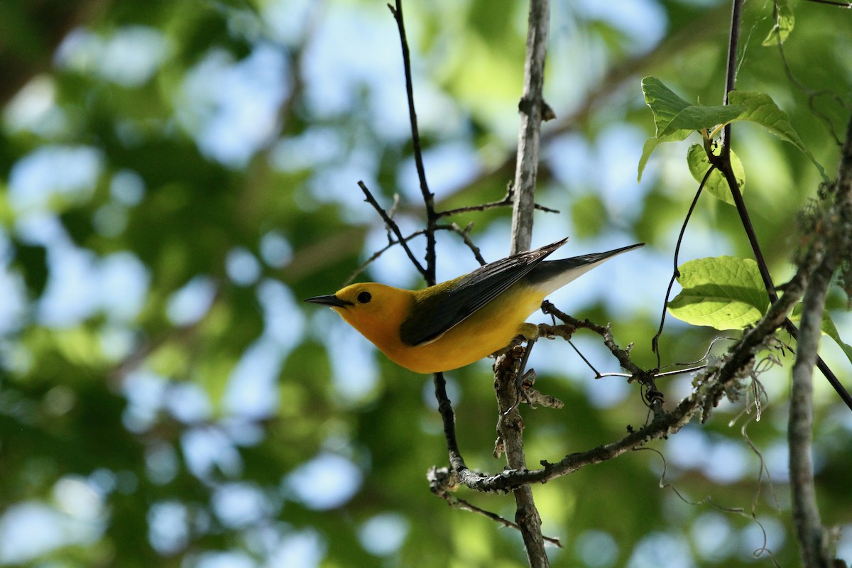 Prothonotary Warbler - ML618651416