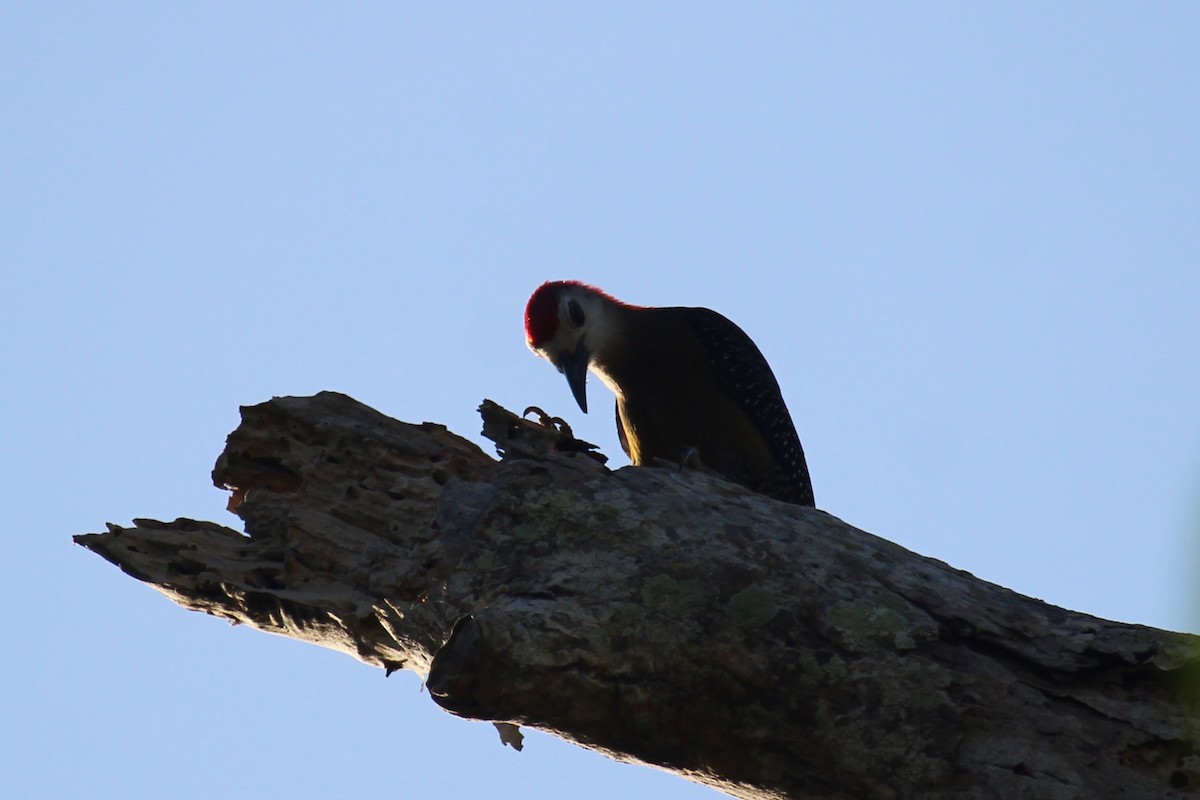 Jamaican Woodpecker - ML618651419