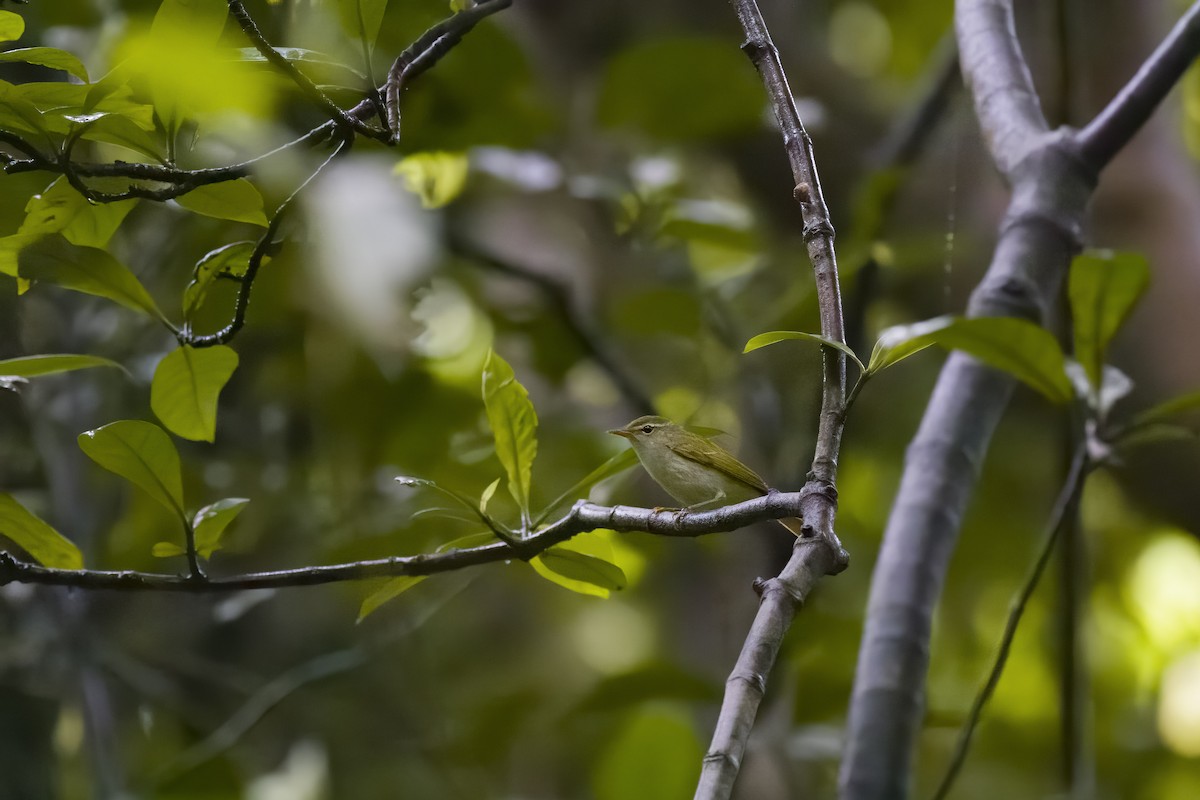 Ijima's Leaf Warbler - ML618651432