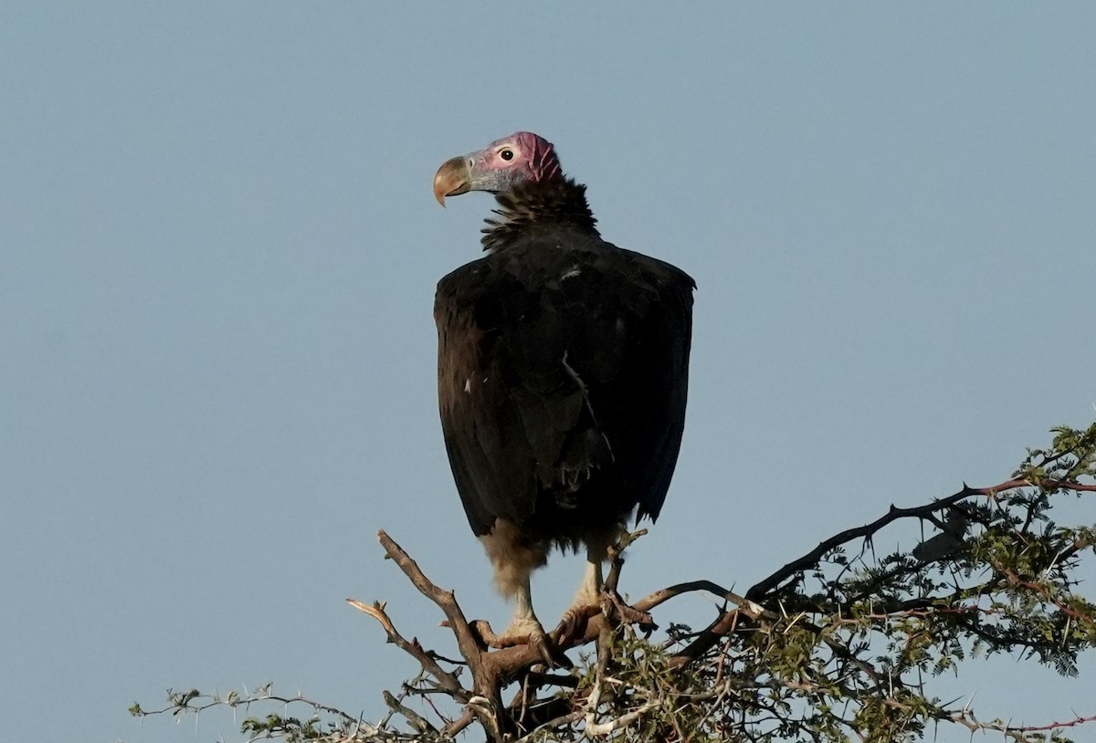 Lappet-faced Vulture - ML618651523
