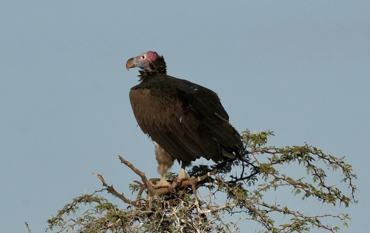 Lappet-faced Vulture - ML618651524