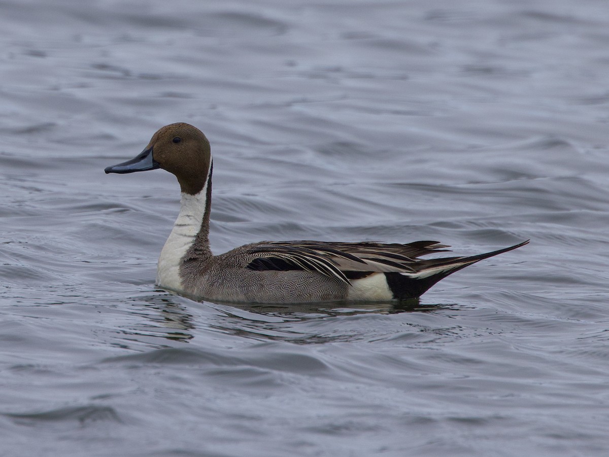 Northern Pintail - Dave Prentice