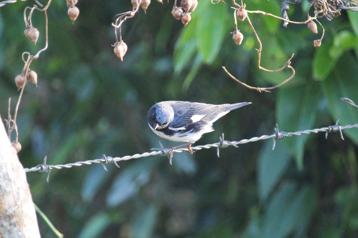 Black-throated Blue Warbler - Connor Thomas