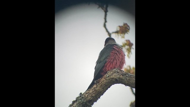 Lewis's Woodpecker - ML618651535
