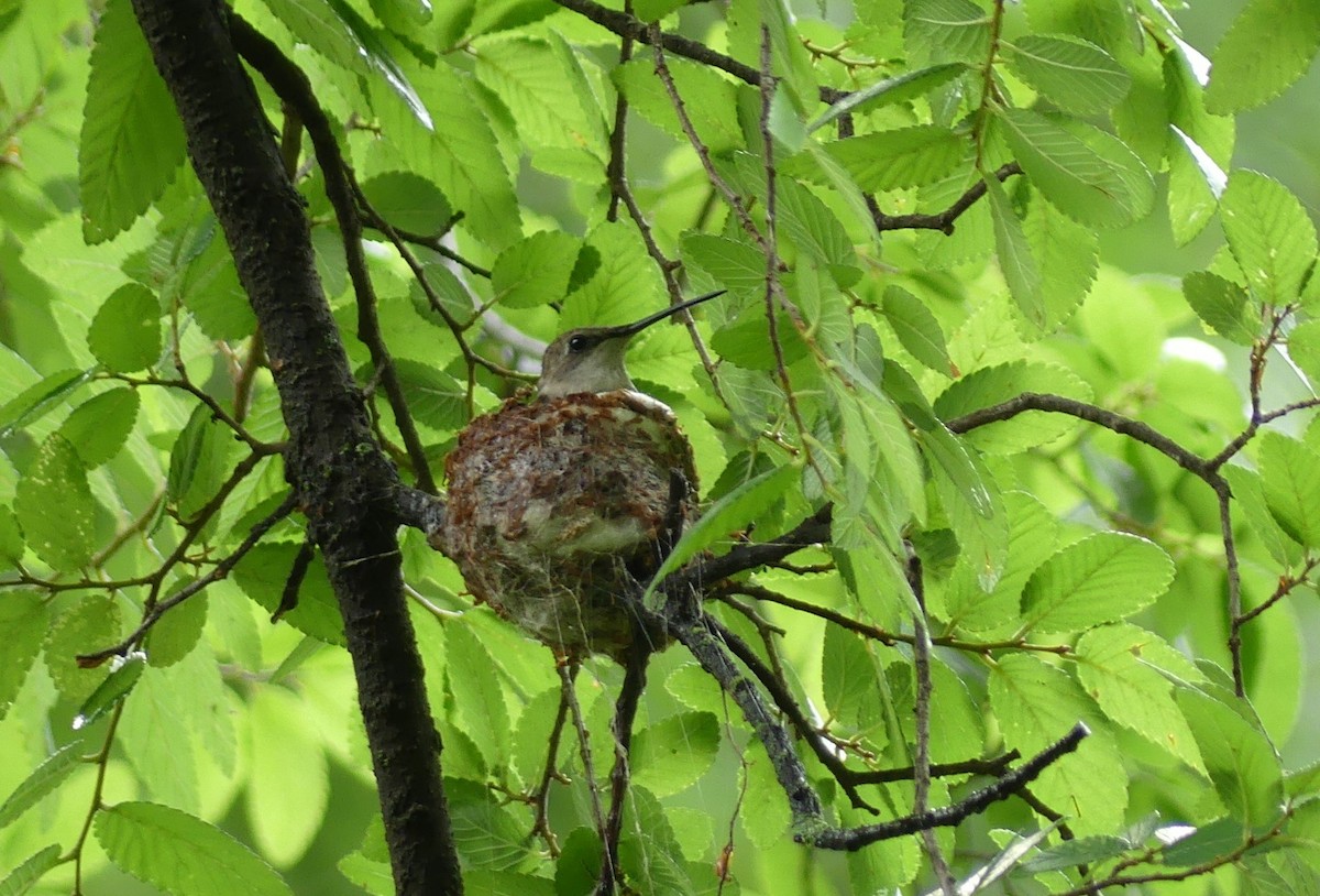 Black-chinned Hummingbird - ML618651567