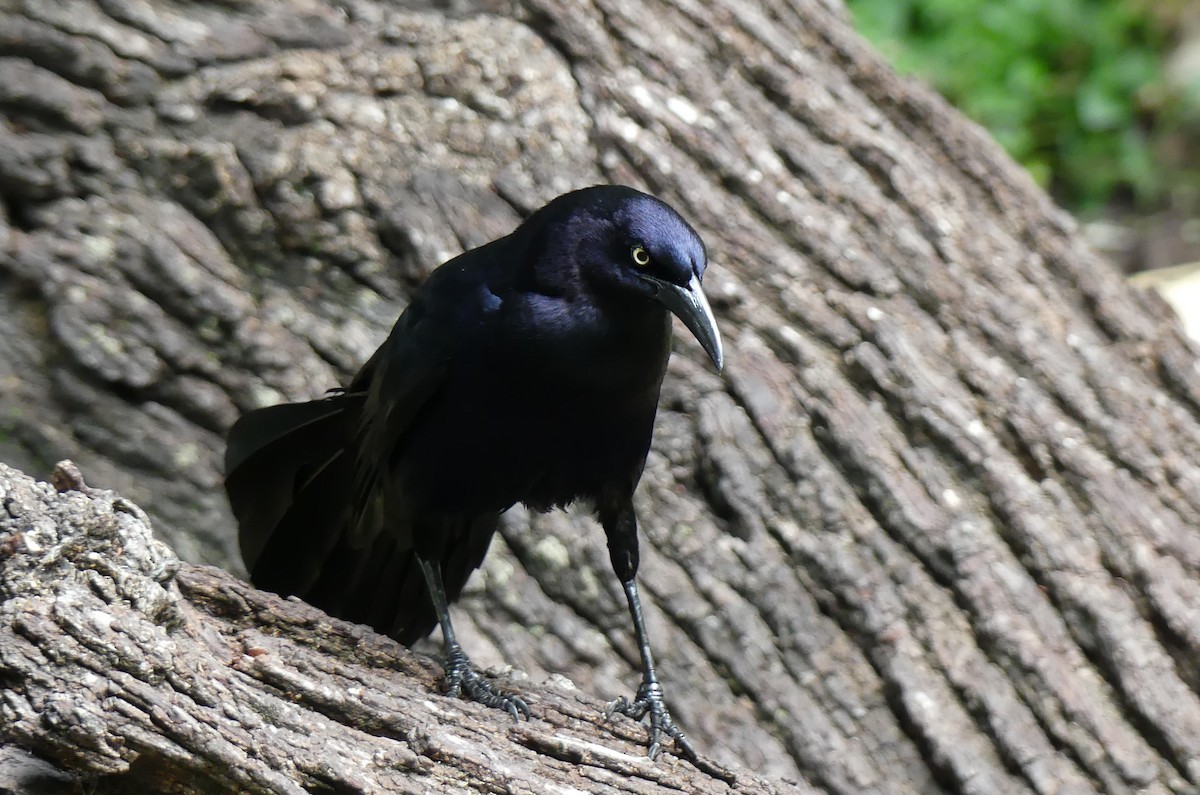 Great-tailed Grackle - ML618651604
