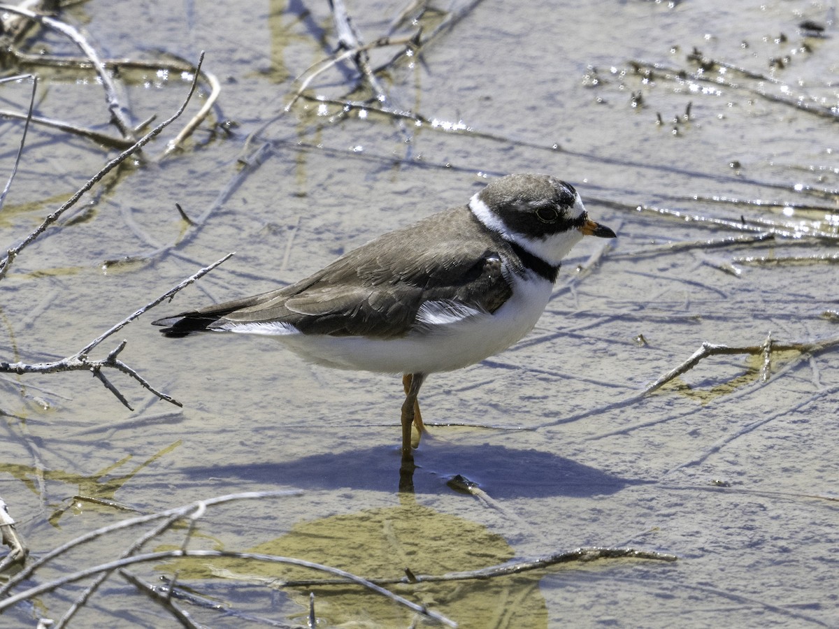 Semipalmated Plover - ML618651606