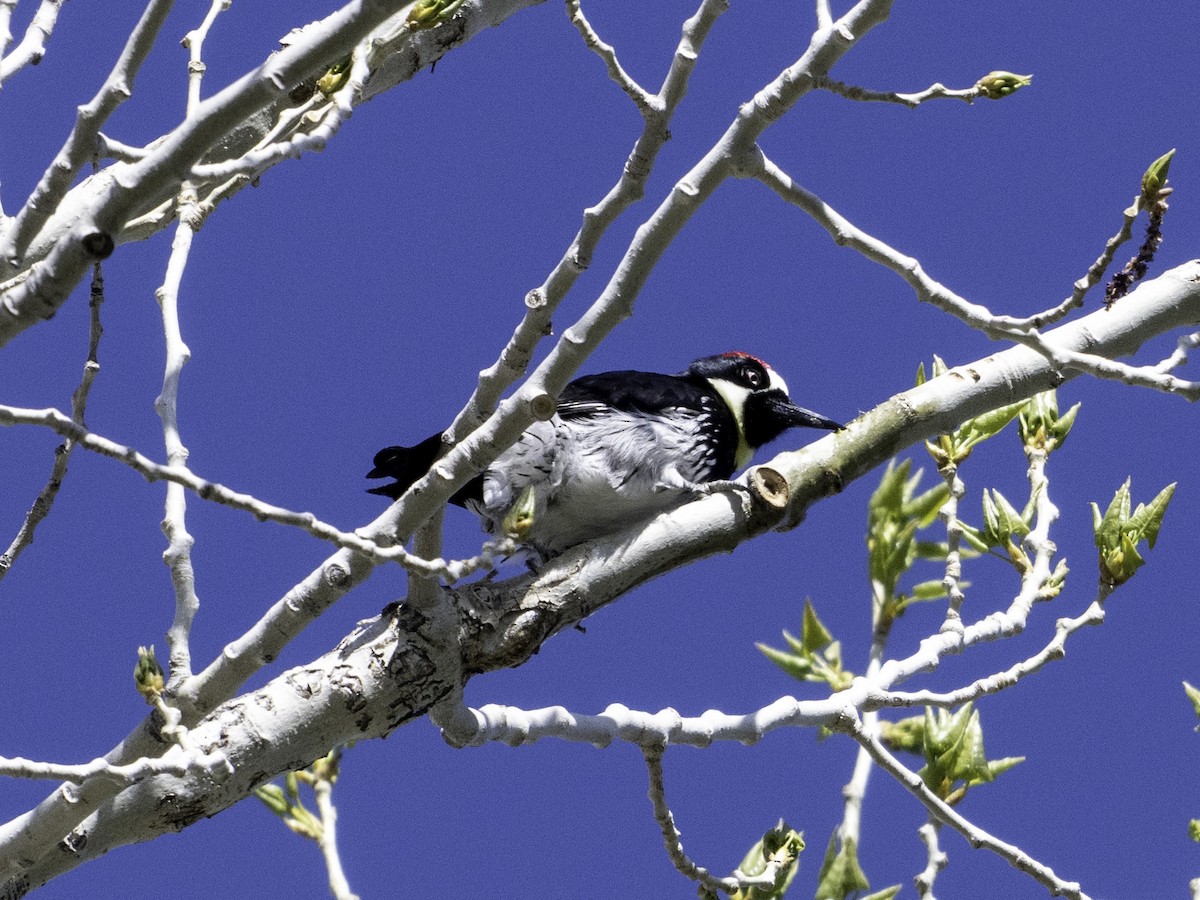 Acorn Woodpecker - ML618651629