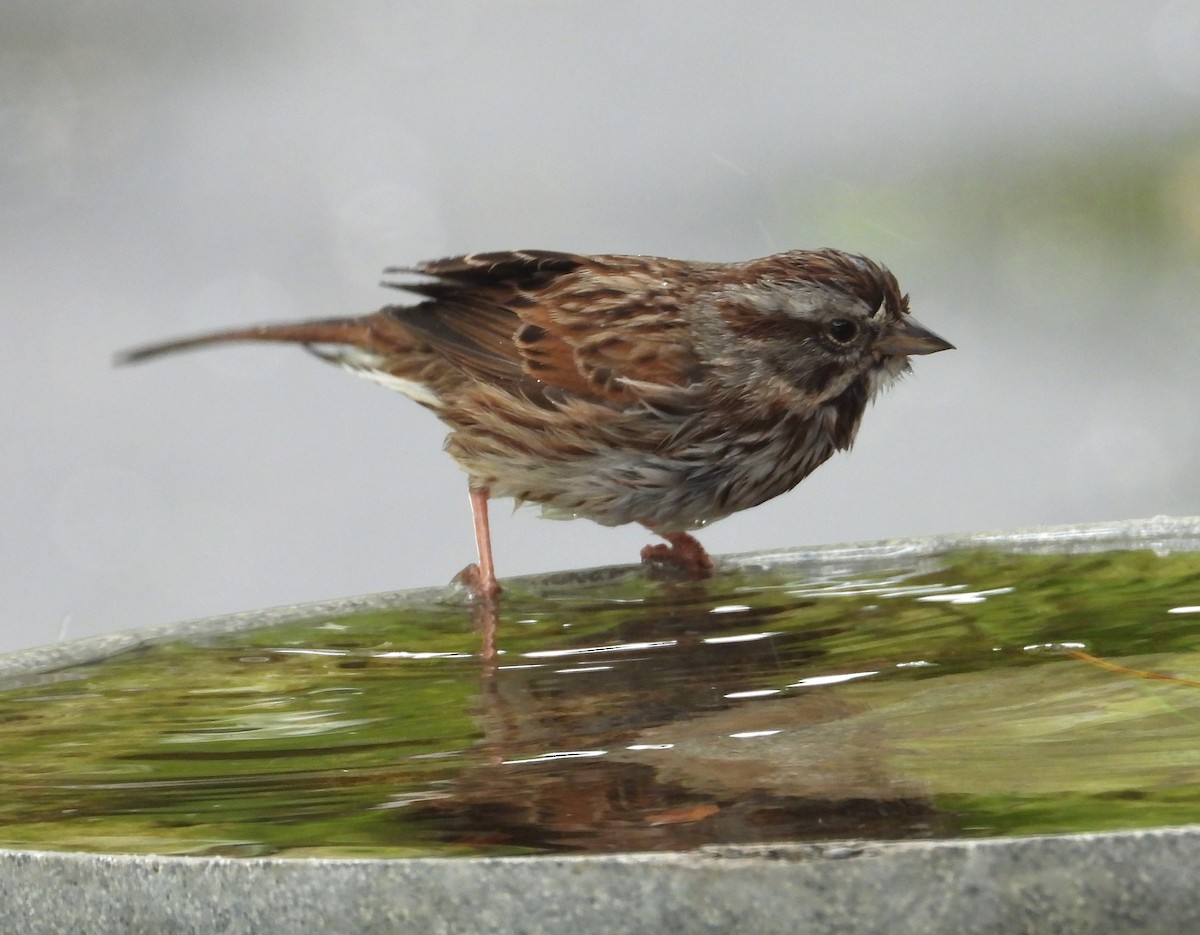 Song Sparrow (montana/merrilli) - ML618651665