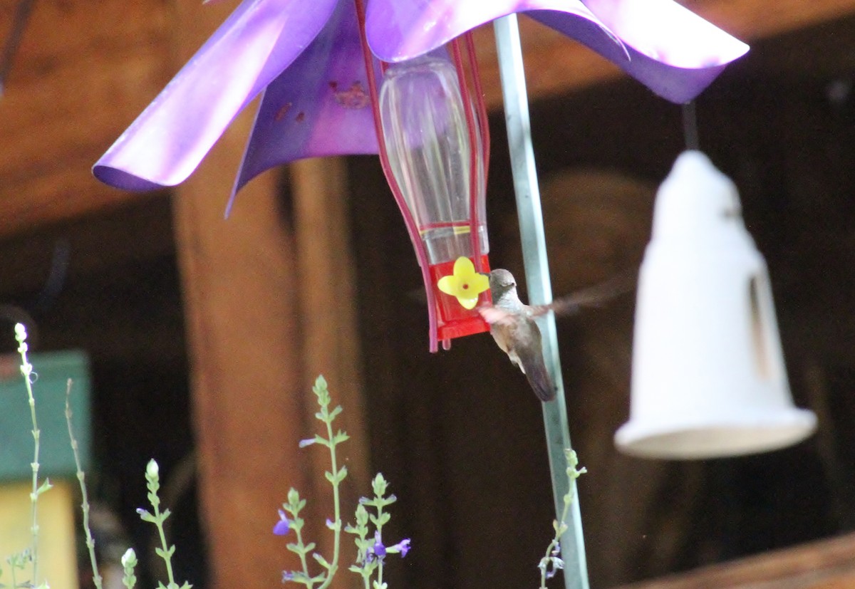 Berylline Hummingbird - ML618651678