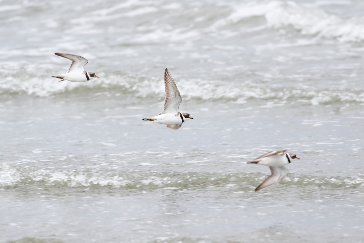Semipalmated Plover - ML618651684