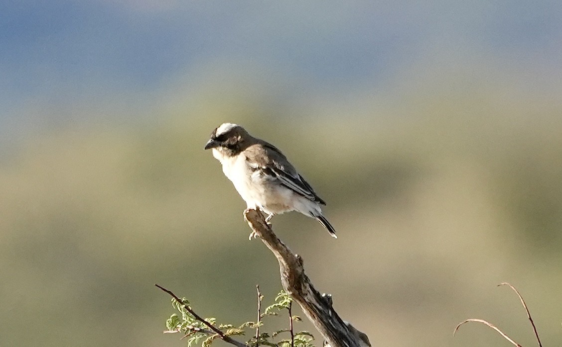 White-browed Sparrow-Weaver - ML618651699