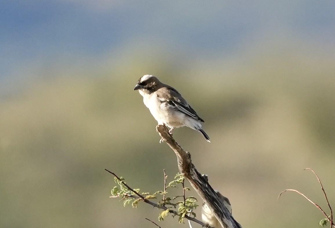 White-browed Sparrow-Weaver - ML618651700