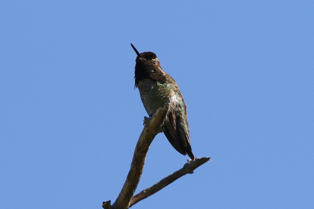 Anna's Hummingbird - ML618651724