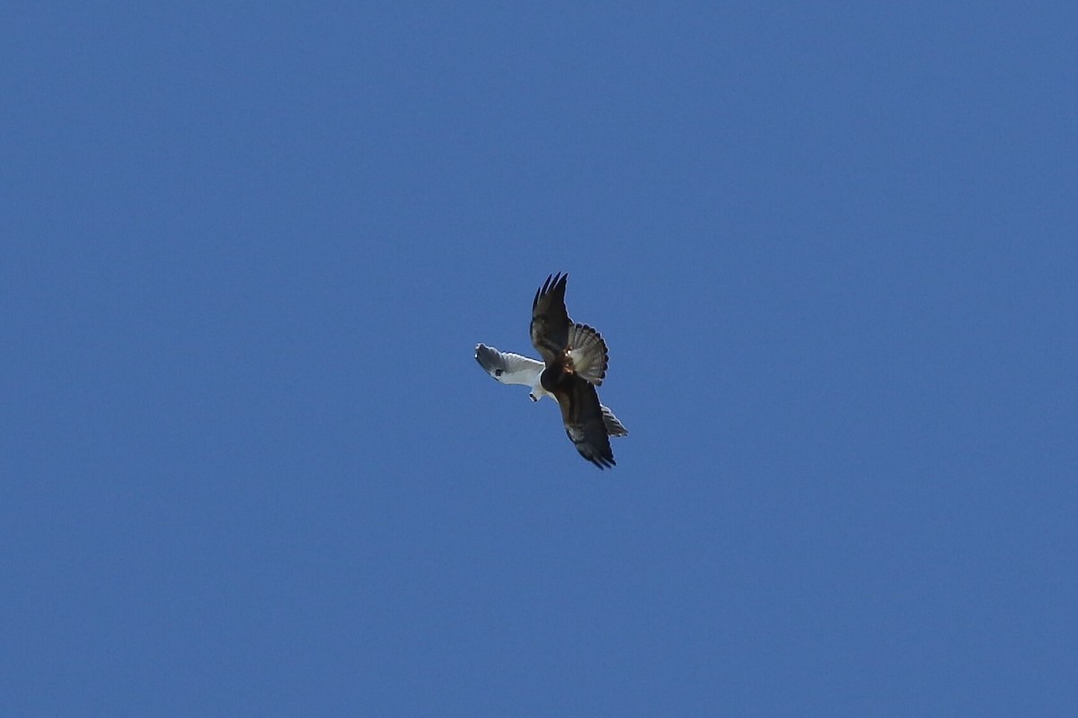 White-tailed Kite - ML618651733