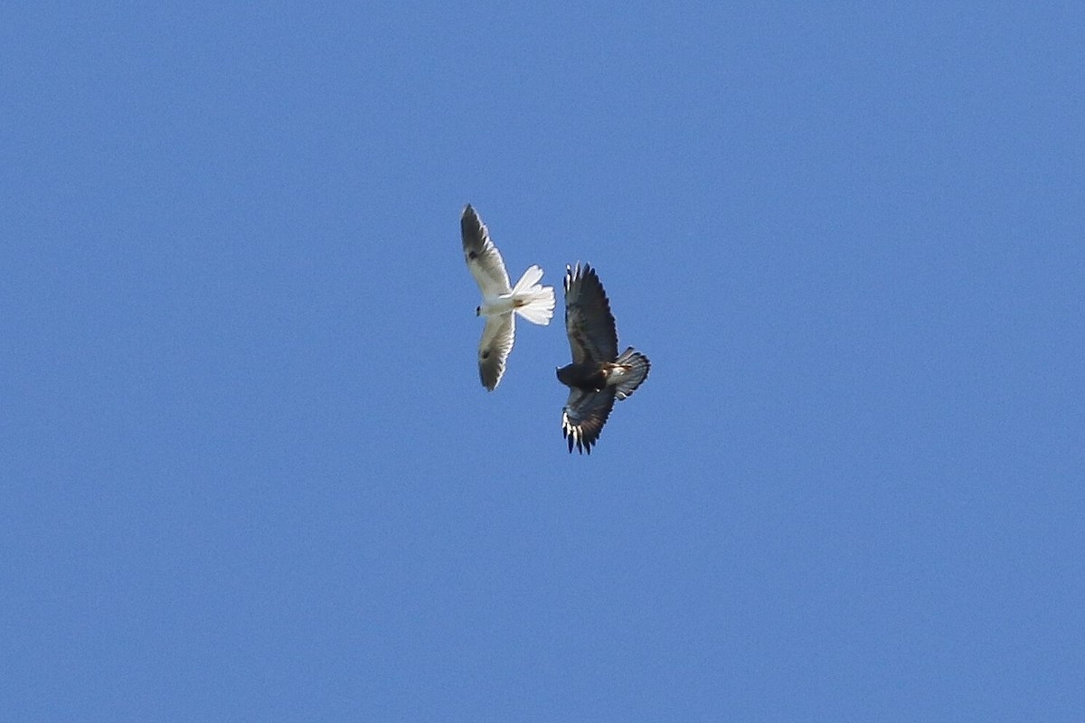 White-tailed Kite - ML618651734