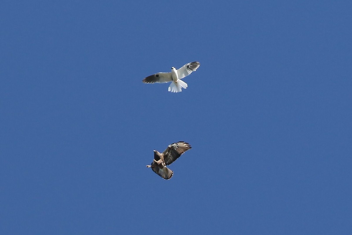 White-tailed Kite - ML618651735