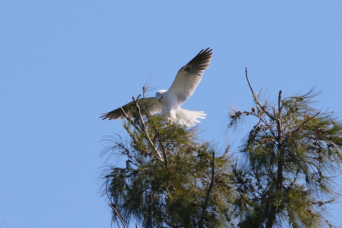 White-tailed Kite - Kevin Thomas