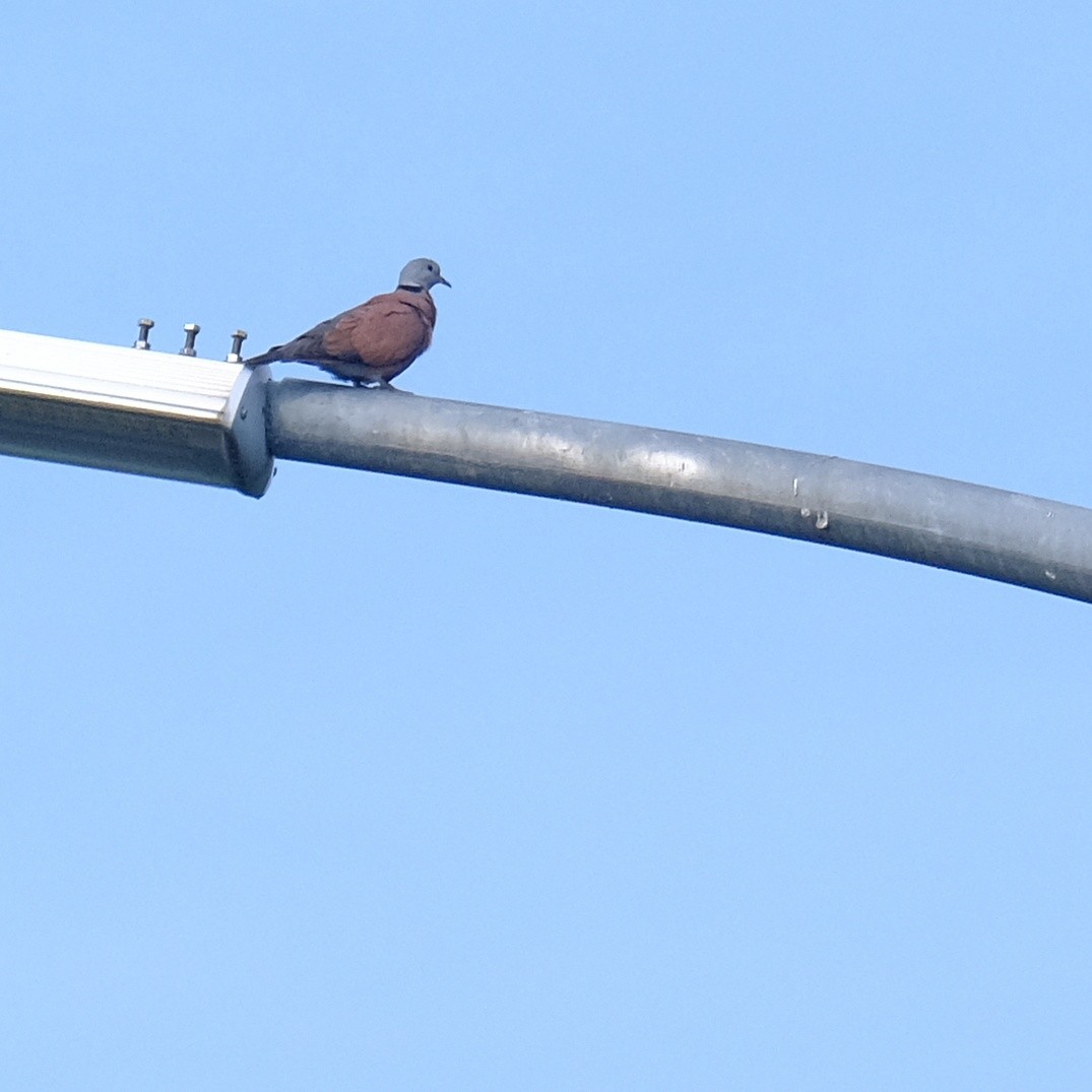 Red Collared-Dove - ML618651760