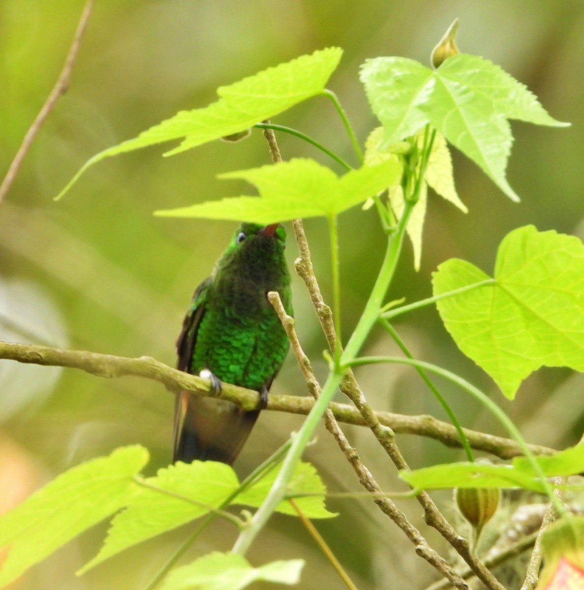kolibřík měděnořitý - ML618651764