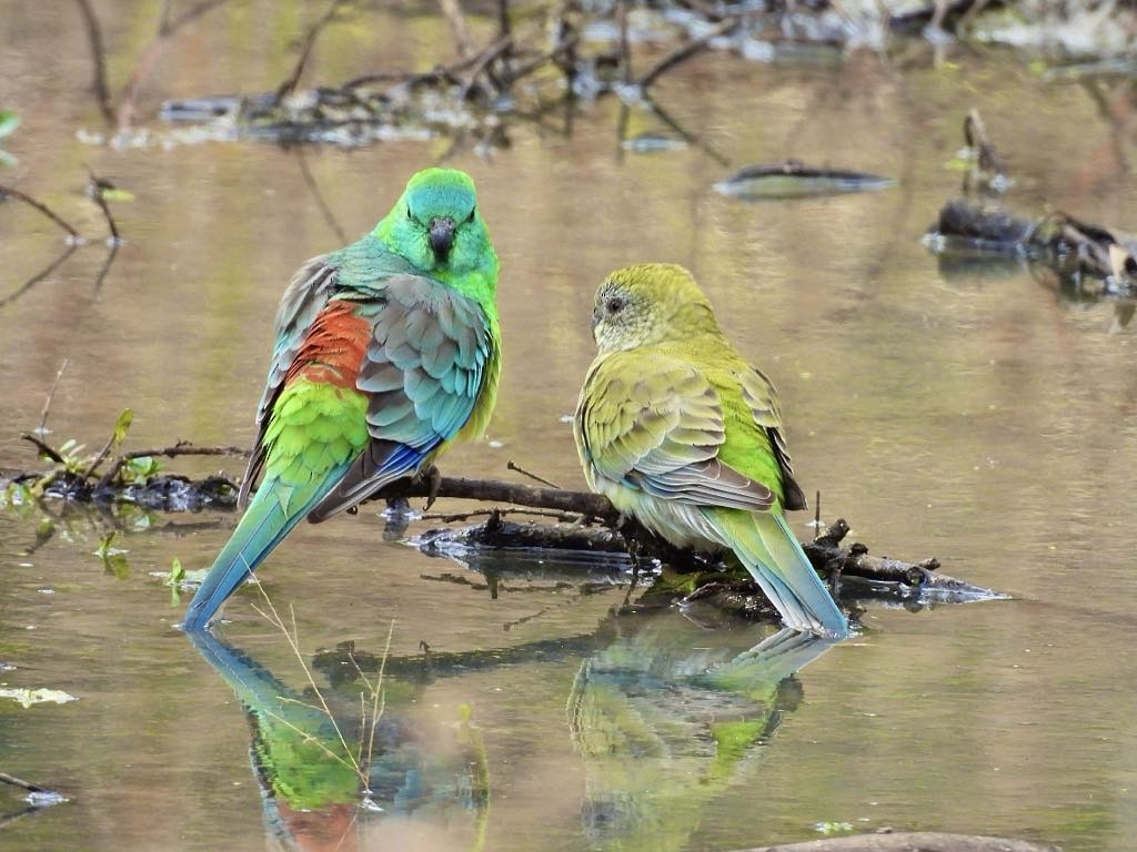 Red-rumped Parrot - ML618651808