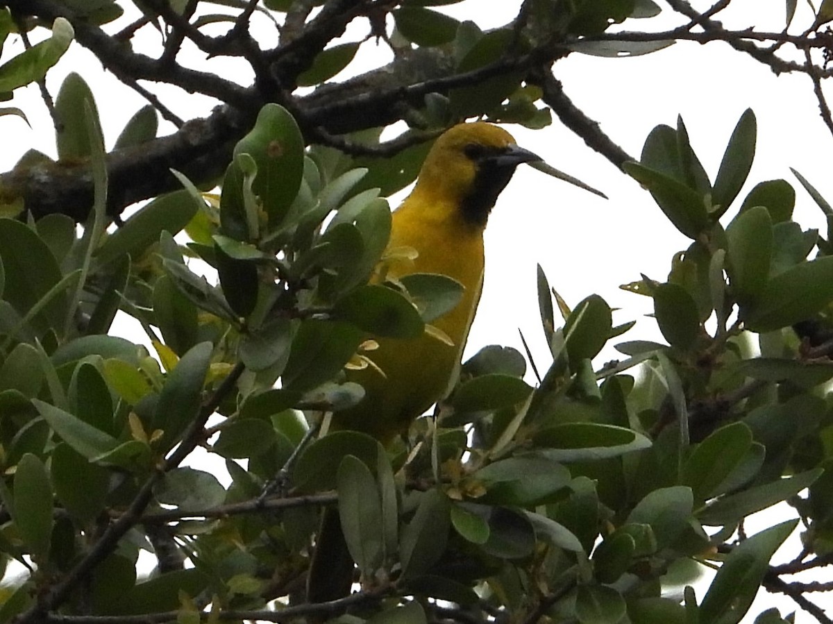 Orchard Oriole - ML618651814