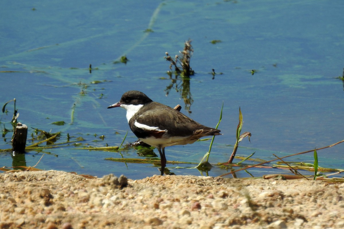 Red-kneed Dotterel - ML618651819