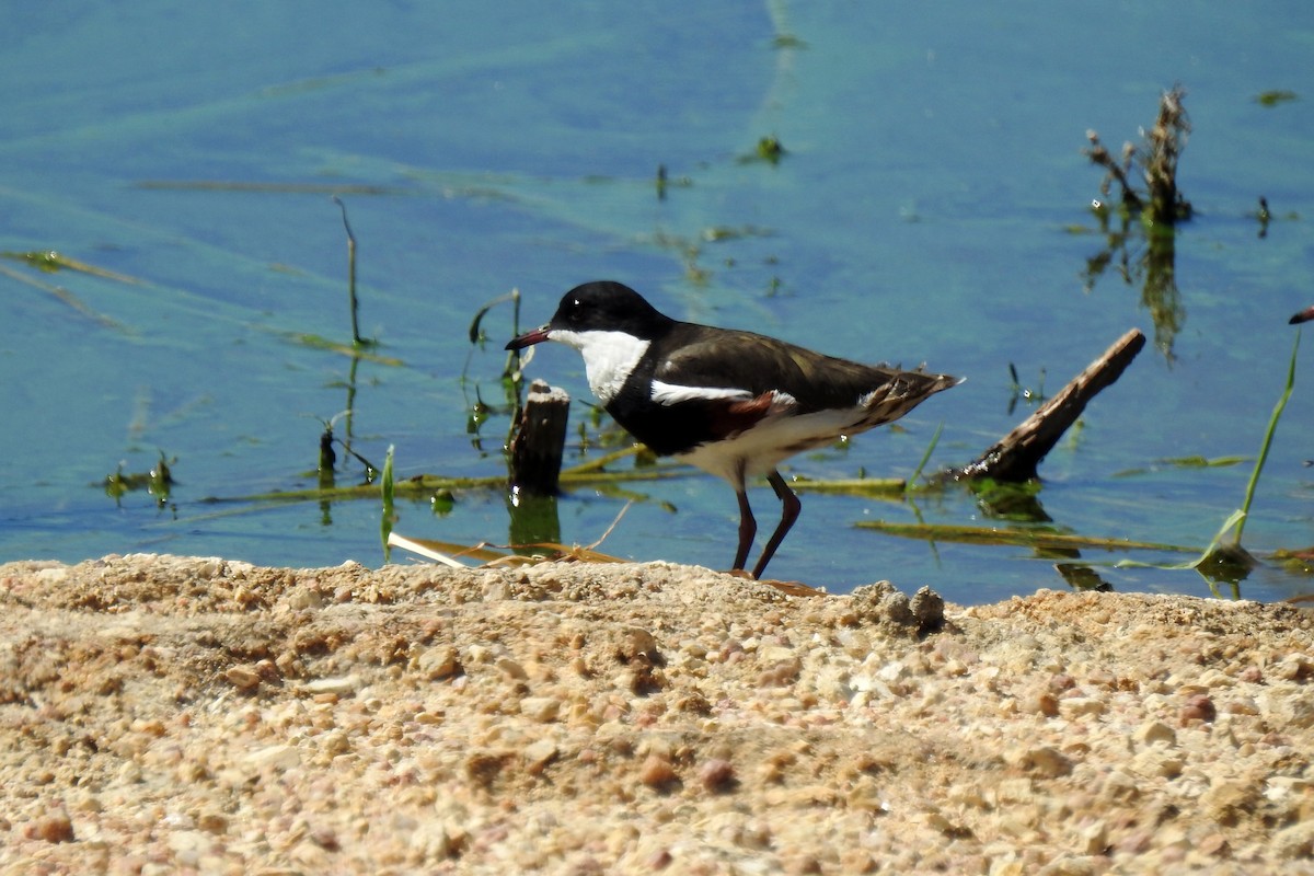 Red-kneed Dotterel - ML618651820