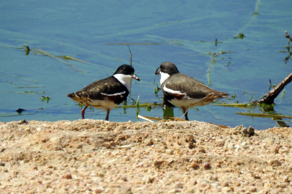 Red-kneed Dotterel - ML618651821