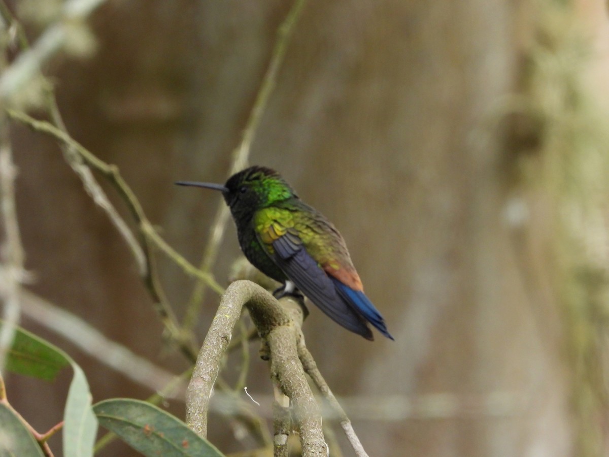 kolibřík měděnořitý - ML618651845