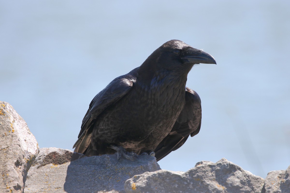Common Raven - ML618651849